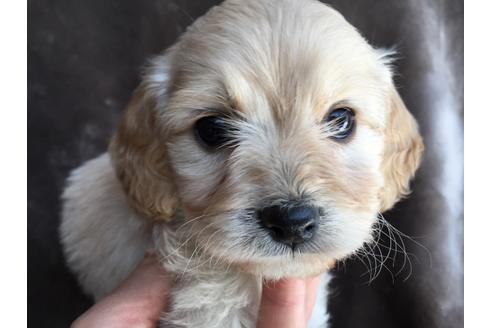 成約済の茨城県のミックス犬-46901の3枚目