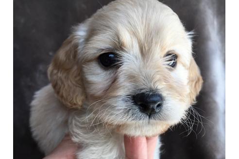 成約済の茨城県のミックス犬-46901の4枚目