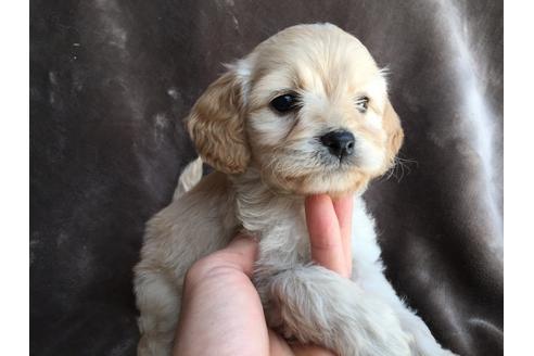 成約済の茨城県のミックス犬-46901の1枚目