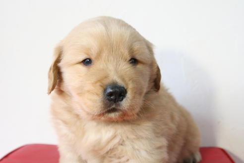 成約済の京都府のゴールデンレトリーバー-46106の4枚目