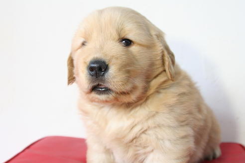 成約済の京都府のゴールデンレトリーバー-46106の3枚目