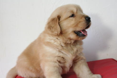 成約済の京都府のゴールデンレトリーバー-46106の2枚目