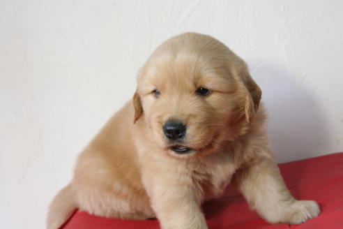 成約済の京都府のゴールデンレトリーバー-46106の1枚目