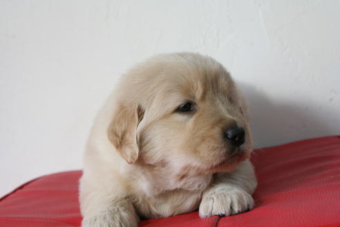 成約済の京都府のゴールデンレトリーバー-46107の4枚目