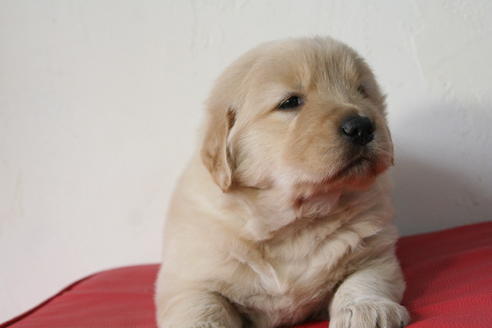 成約済の京都府のゴールデンレトリーバー-46107の3枚目