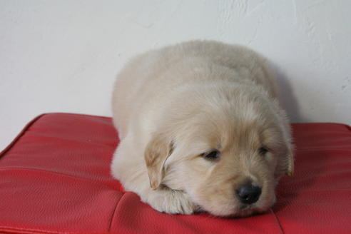 成約済の京都府のゴールデンレトリーバー-46107の2枚目