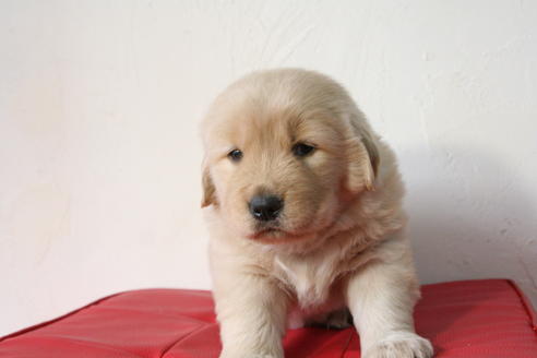 成約済の京都府のゴールデンレトリーバー-46107の1枚目