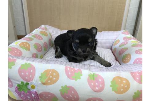 成約済の香川県のチワワ(ロングコート)-46500の1枚目