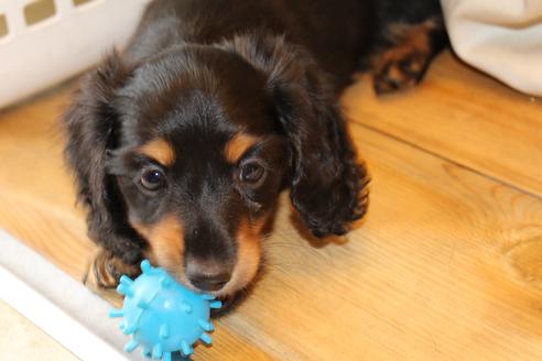 成約済の愛知県のカニンヘンダックスフンド(ロングヘアード)-45447の5枚目