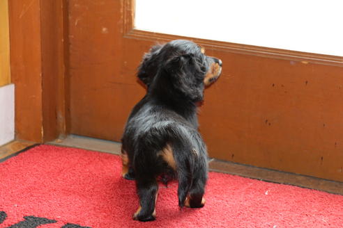 成約済の愛知県のカニンヘンダックスフンド(ロングヘアード)-45447の4枚目