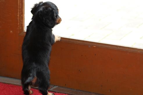 成約済の愛知県のカニンヘンダックスフンド(ロングヘアード)-45447の3枚目