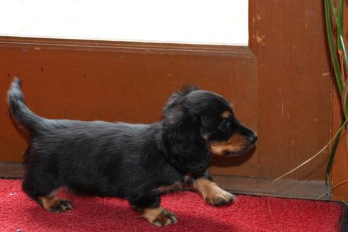 成約済の愛知県のカニンヘンダックスフンド(ロングヘアード)-45447の2枚目