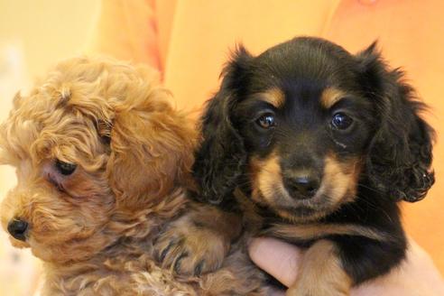 成約済の愛知県のカニンヘンダックスフンド(ロングヘアード)-45447の1枚目