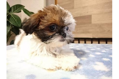 成約済の北海道のミックス犬-45942の2枚目