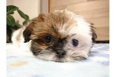 成約済の北海道のミックス犬-45942の1枚目