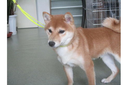 成約済の岡山県の豆柴-39848の2枚目