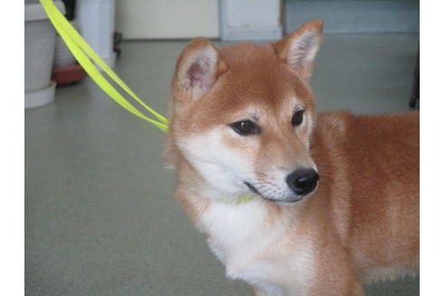 成約済の岡山県の豆柴-39848の1枚目