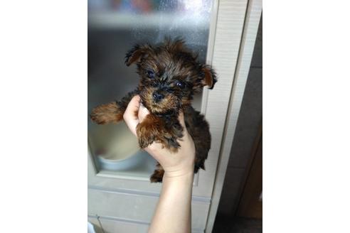 成約済の山口県のミックス犬-46958の1枚目