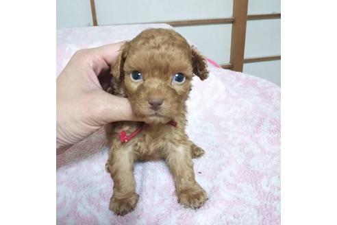 成約済の山口県のティーカッププードル-46960の1枚目