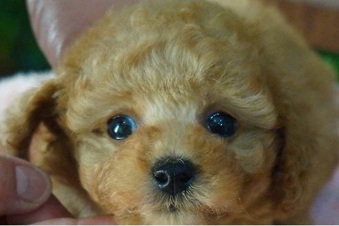 成約済の京都府のトイプードル-46967の3枚目