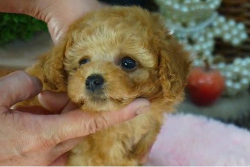 成約済の京都府のトイプードル-46967の2枚目