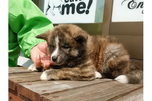 成約済の愛知県の秋田犬-45571の5枚目