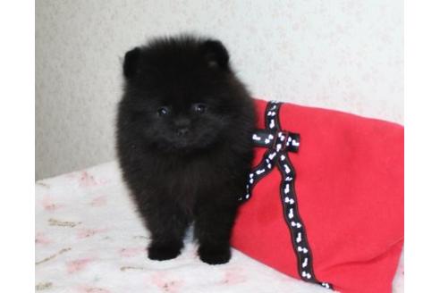 成約済の埼玉県のポメラニアン-46236の2枚目
