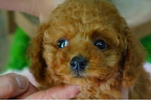 成約済の京都府のトイプードル-46665の3枚目