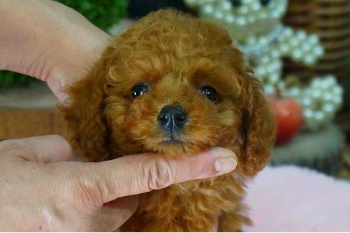 成約済の京都府のトイプードル-46665の2枚目