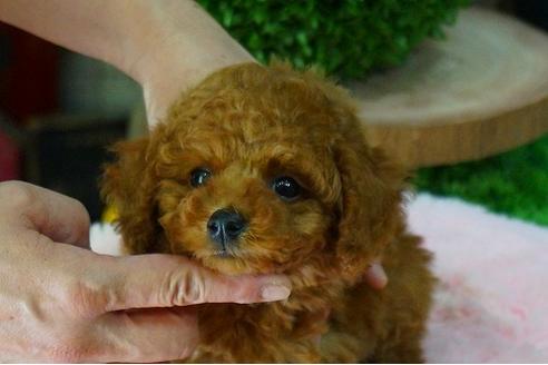 成約済の京都府のトイプードル-46665の1枚目