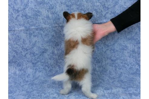 成約済の千葉県のパピヨン-46999の2枚目