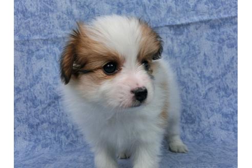 成約済の千葉県のパピヨン-47000の3枚目