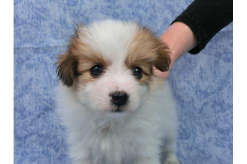 成約済の千葉県のパピヨン-47000の1枚目