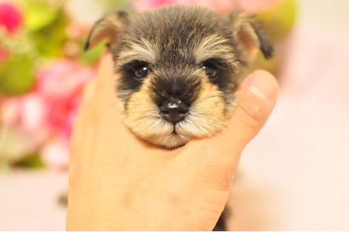 成約済の大阪府のミニチュアシュナウザー-47055の3枚目