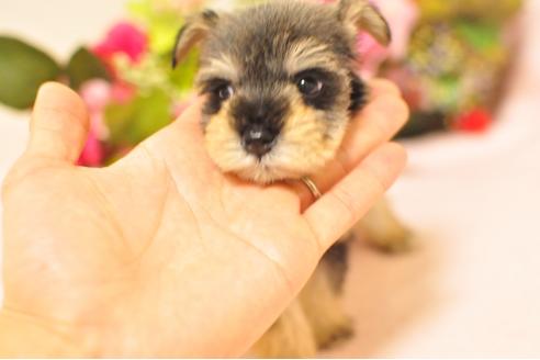 成約済の大阪府のミニチュアシュナウザー-47055の1枚目