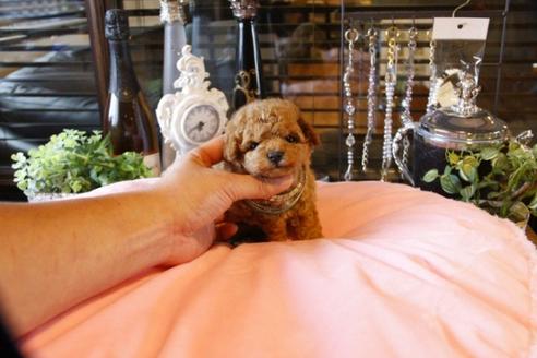 成約済の埼玉県のトイプードル-47056の4枚目