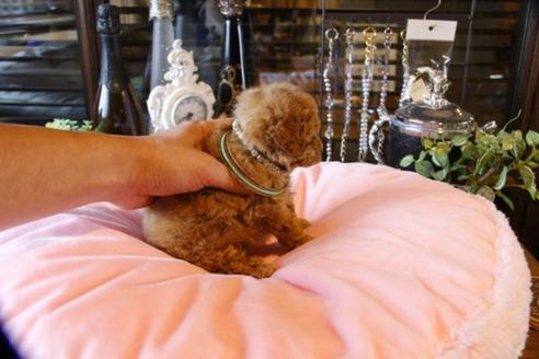 成約済の埼玉県のトイプードル-47056の5枚目