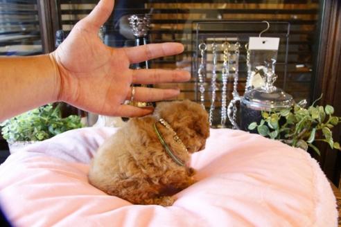 成約済の埼玉県のトイプードル-47056の1枚目