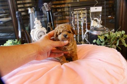 成約済の埼玉県のトイプードル-47056の3枚目