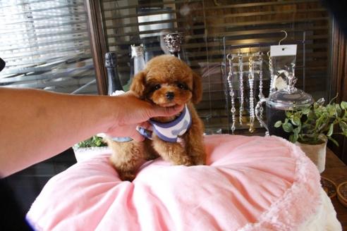 成約済の埼玉県のトイプードル-47057の3枚目