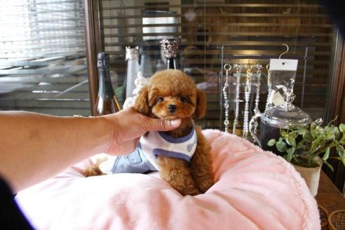 成約済の埼玉県のトイプードル-47057の4枚目