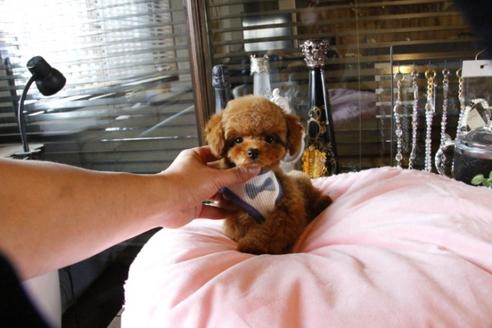 成約済の埼玉県のトイプードル-47057の2枚目