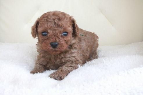 成約済の滋賀県のトイプードル-47070の2枚目