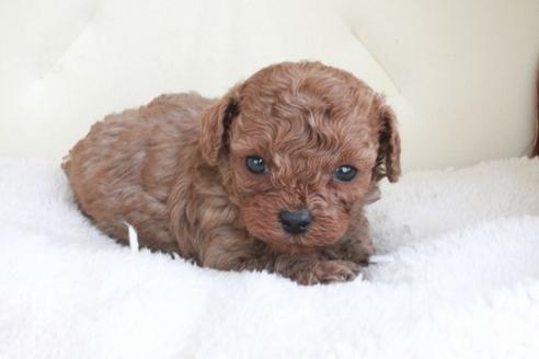 成約済の滋賀県のトイプードル-47070の1枚目