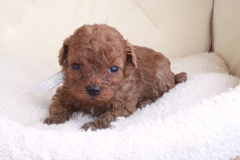 成約済の滋賀県のトイプードル-47071の2枚目