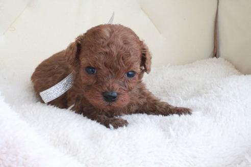 成約済の滋賀県のトイプードル-47071の1枚目