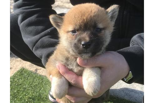 成約済の長崎県の柴犬-47078の3枚目