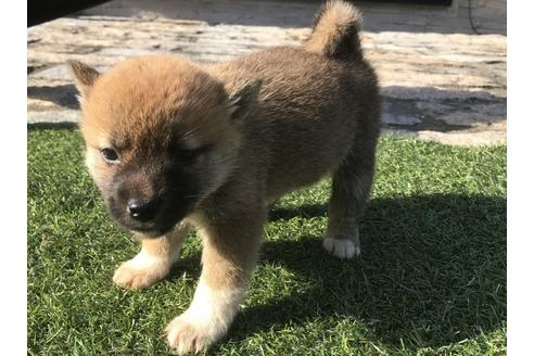 成約済の長崎県の柴犬-47078の5枚目