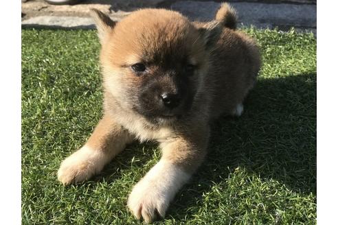 成約済の長崎県の柴犬-47078の1枚目