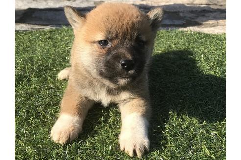 成約済の長崎県の柴犬-47078の2枚目